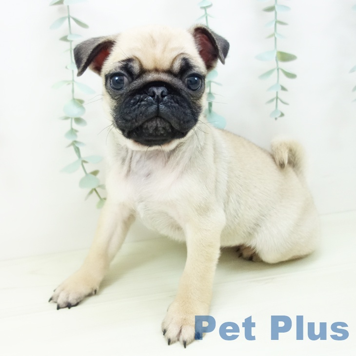 富山県のパグ (ペットプラス 高岡店/2025年11月1日生まれ/女の子/フォーン)の子犬の1枚目の画像