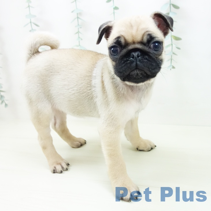 富山県のパグ (ペットプラス 高岡店/2025年11月1日生まれ/女の子/フォーン)の子犬の2枚目の画像
