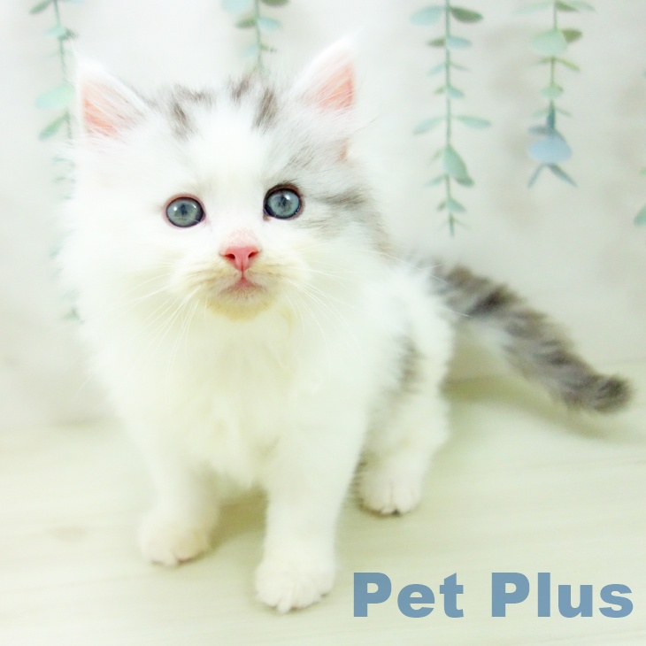 石川県のサイベリアン (ペットプラス 白山店/2025年11月2日生まれ/男の子/シルバータビーホワイト)の子猫の1枚目の画像