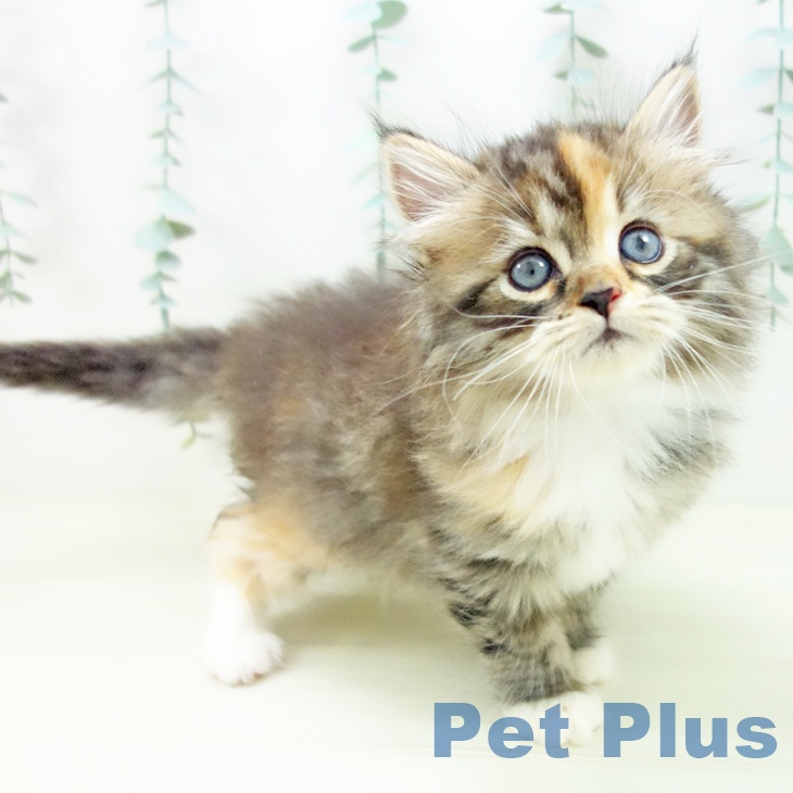 石川県のサイベリアン (ペットプラス 新小松店/2025年11月2日生まれ/女の子/ブラウンパッチドタビーホワイト)の子猫の1枚目の画像