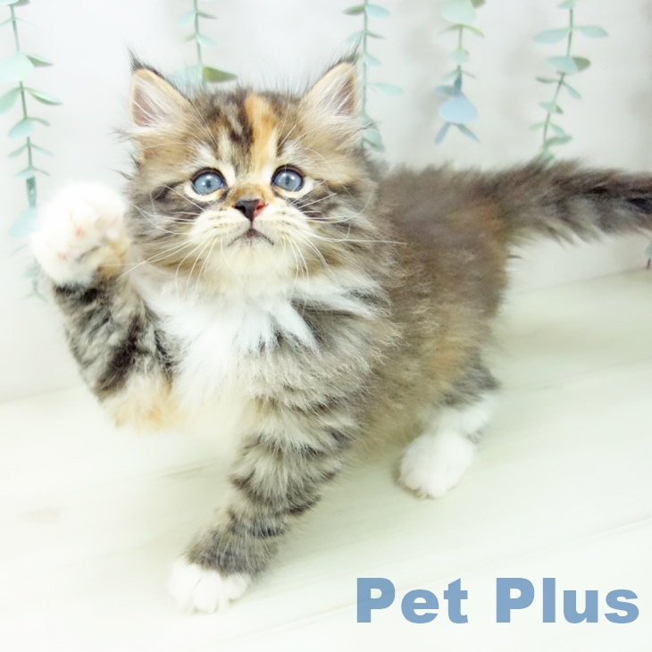 石川県のサイベリアン (ペットプラス 新小松店/2025年11月2日生まれ/女の子/ブラウンパッチドタビーホワイト)の子猫の2枚目の画像