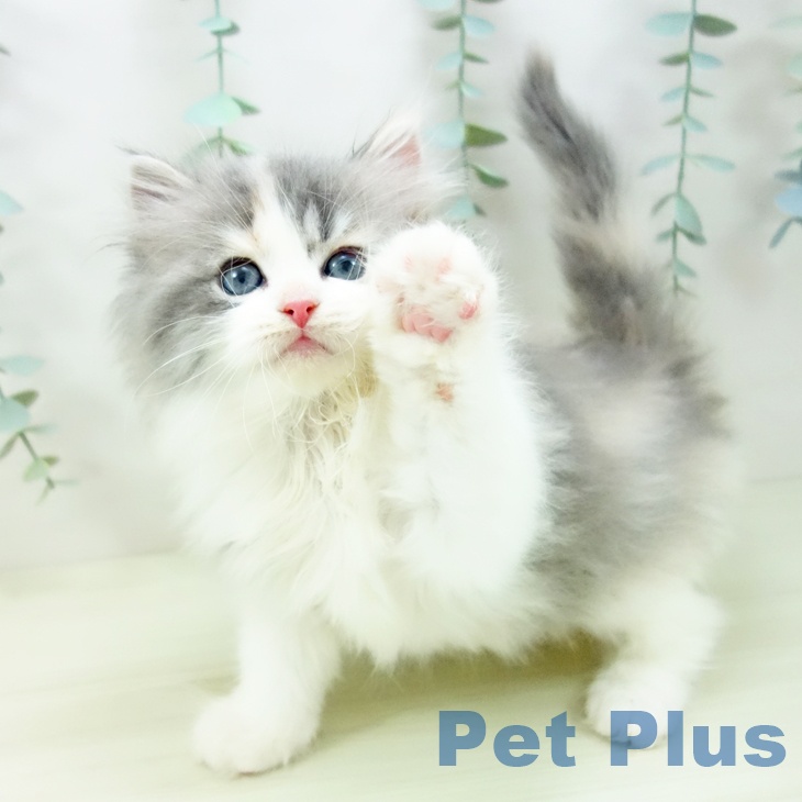 愛知県のサイベリアン (ペットプラス ナゴヤドーム前店/2025年11月2日生まれ/女の子/ダイリュートキャリコ)の子猫の2枚目の画像