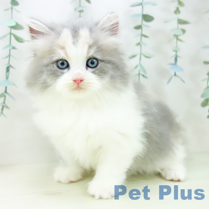 岐阜県のサイベリアン (ペットプラス 各務原店/2025年11月2日生まれ/女の子/ダイリュートキャリコ)の子猫の1枚目の画像