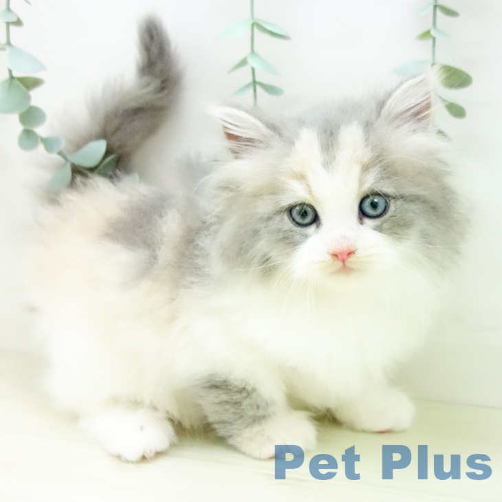 岐阜県のサイベリアン (ペットプラス 各務原店/2025年11月2日生まれ/女の子/ダイリュートキャリコ)の子猫の2枚目の画像