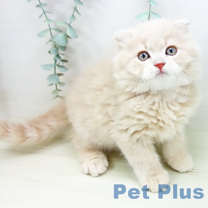 愛知県のスコティッシュフォールド (ペットプラス 熱田店/2025年11月2日生まれ/男の子/クリームタビー)の子猫の1枚目の画像