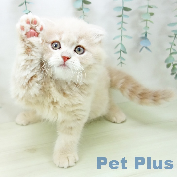 愛知県のスコティッシュフォールド (ペットプラス 熱田店/2025年11月2日生まれ/男の子/クリームタビー)の子猫の2枚目の画像