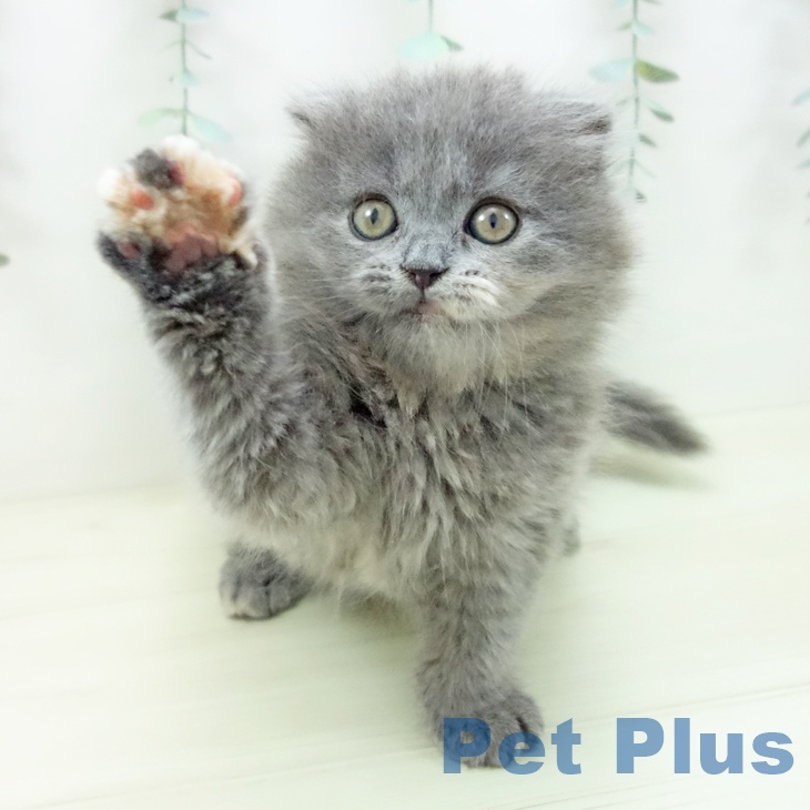 愛知県のスコティッシュフォールド (ペットプラス イオンモール豊川店/2025年11月2日生まれ/女の子/ブルークリーム)の子猫の2枚目の画像
