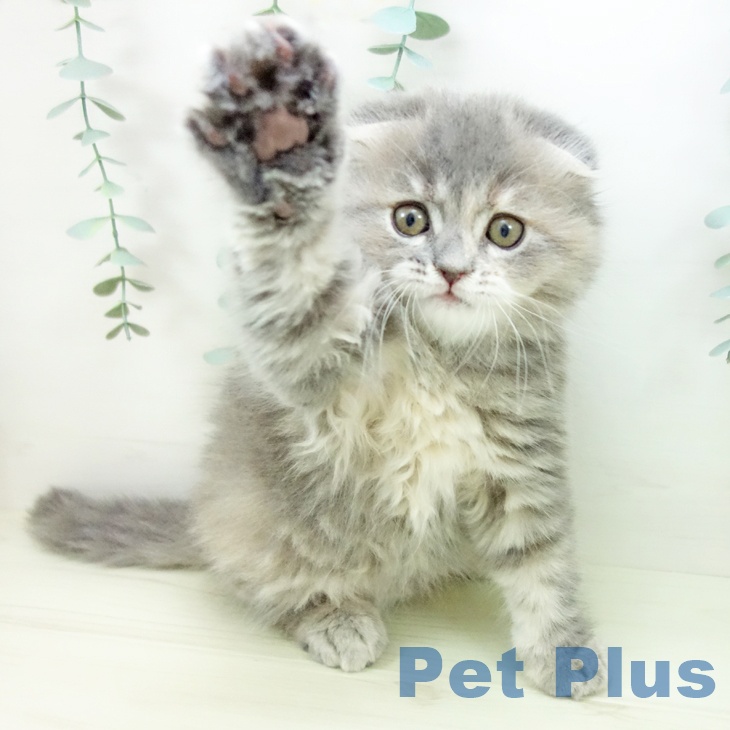 愛知県のスコティッシュフォールド (ペットプラス みなと店/2025年11月2日生まれ/女の子/ブルーパッチドタビー)の子猫の2枚目の画像