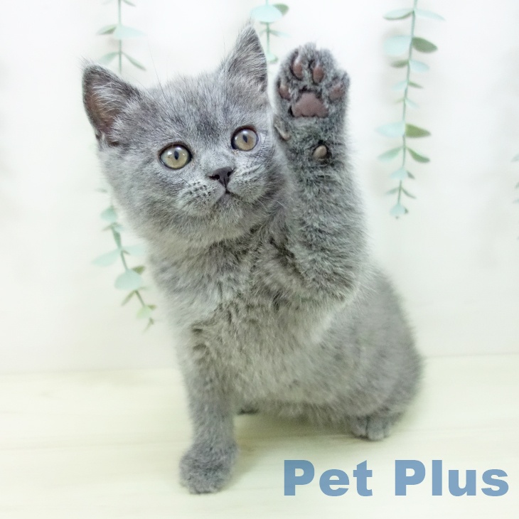 愛知県のブリティッシュショートヘアー (ペットプラス 岡崎店/2025年11月2日生まれ/男の子/ブルー)の子猫の2枚目の画像
