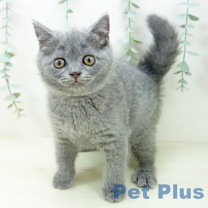 愛知県のブリティッシュショートヘアー (ペットプラス 名古屋茶屋店/2025年11月2日生まれ/女の子/ブルー)の子猫の2枚目の画像