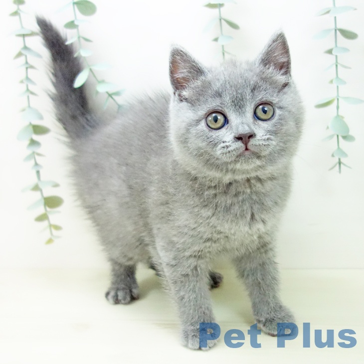 愛知県のブリティッシュショートヘアー (ペットプラス mozoワンダーシティ店/2025年11月2日生まれ/女の子/ブルー)の子猫の1枚目の画像