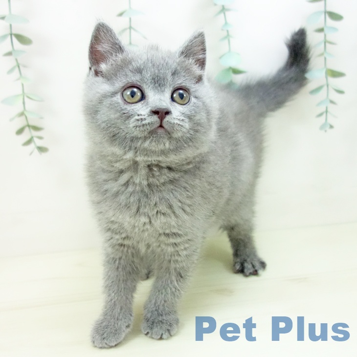 愛知県のブリティッシュショートヘアー (ペットプラス mozoワンダーシティ店/2025年11月2日生まれ/女の子/ブルー)の子猫の2枚目の画像
