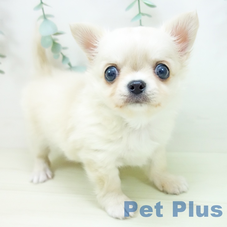 岐阜県のチワワ(ロング) (ペットプラス 各務原店/2025年11月2日生まれ/男の子/クリームホワイト)の子犬の1枚目の画像