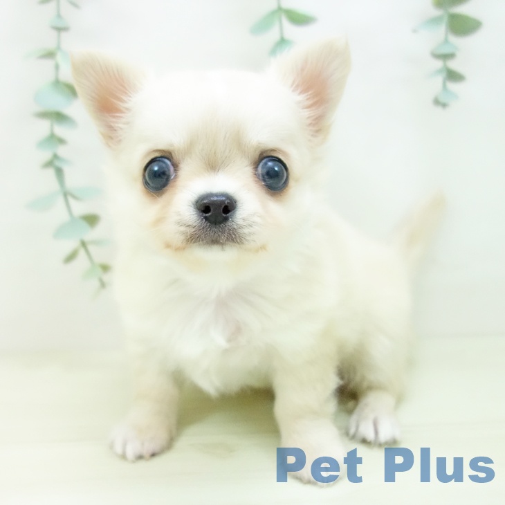 岐阜県のチワワ(ロング) (ペットプラス 各務原店/2025年11月2日生まれ/男の子/クリームホワイト)の子犬の2枚目の画像