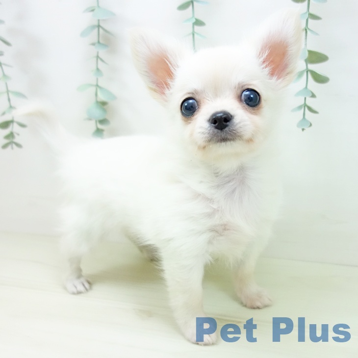 三重県のチワワ(ロング) (ペットプラス 東員店/2025年11月1日生まれ/女の子/クリーム)の子犬の1枚目の画像
