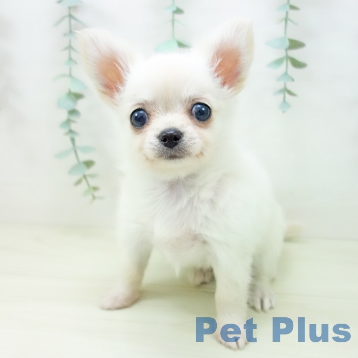 三重県のチワワ(ロング) (ペットプラス 東員店/2025年11月1日生まれ/女の子/クリーム)の子犬の2枚目の画像