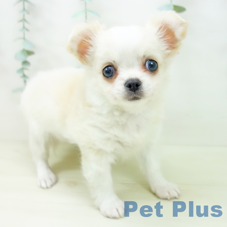 愛知県のチワワ(ロング) (ペットプラス 豊田店/2025年11月1日生まれ/女の子/クリームホワイト)の子犬の1枚目の画像