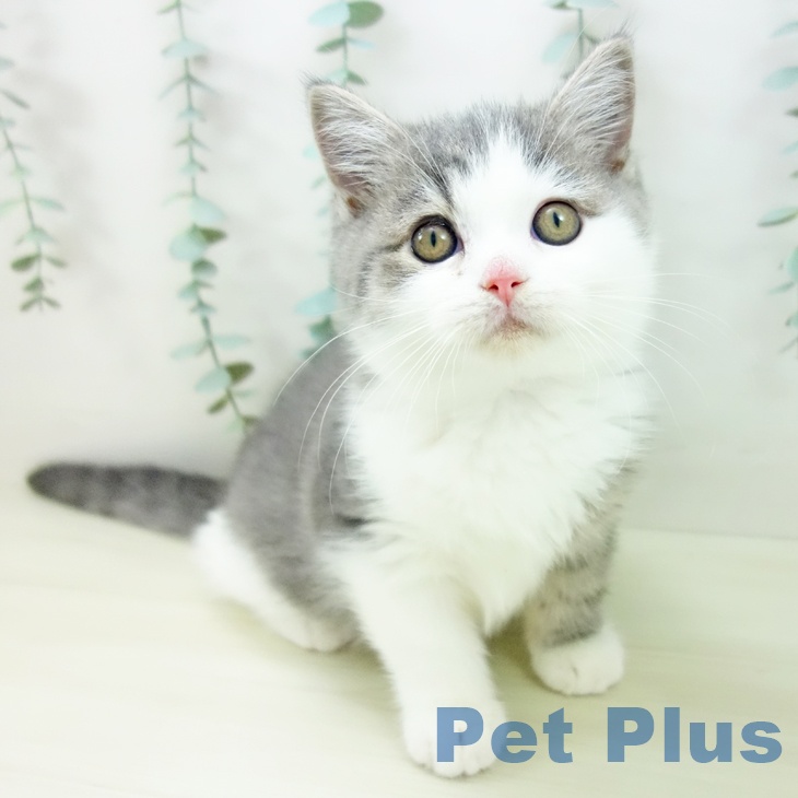 愛知県のブリティッシュショートヘアー (ペットプラス イオンモール長久手店/2025年10月13日生まれ/男の子/ブルータビーホワイト)の子猫の1枚目の画像