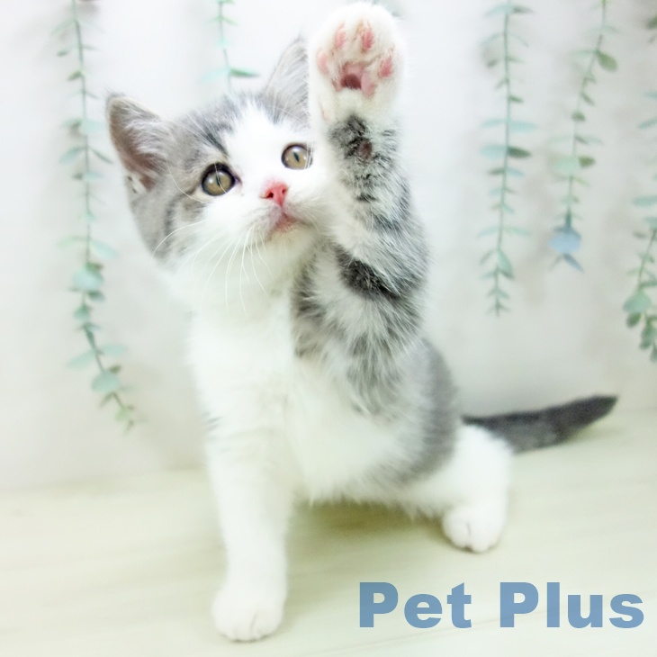 愛知県のブリティッシュショートヘアー (ペットプラス イオンモール長久手店/2025年10月13日生まれ/男の子/ブルータビーホワイト)の子猫の2枚目の画像