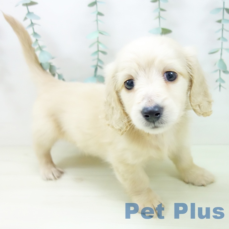 富山県のミニチュアダックスフンド(ロング) (ペットプラス 高岡店/2025年11月2日生まれ/男の子/イエロー)の子犬の1枚目の画像