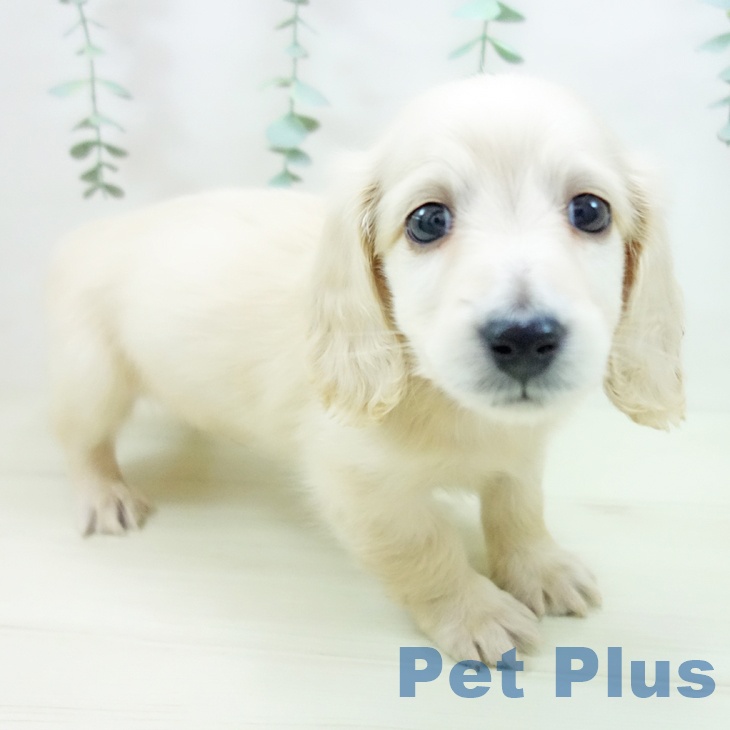 愛知県のミニチュアダックスフンド(ロング) (ペットプラス mozoワンダーシティ店/2025年11月2日生まれ/男の子/イエロー)の子犬の1枚目の画像