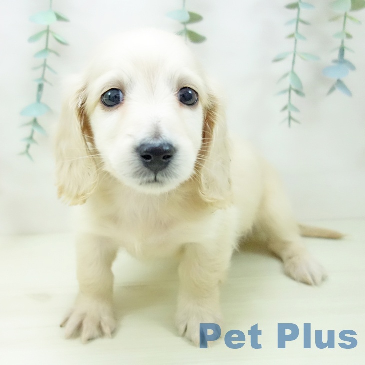 愛知県のミニチュアダックスフンド(ロング) (ペットプラス mozoワンダーシティ店/2025年11月2日生まれ/男の子/イエロー)の子犬の2枚目の画像