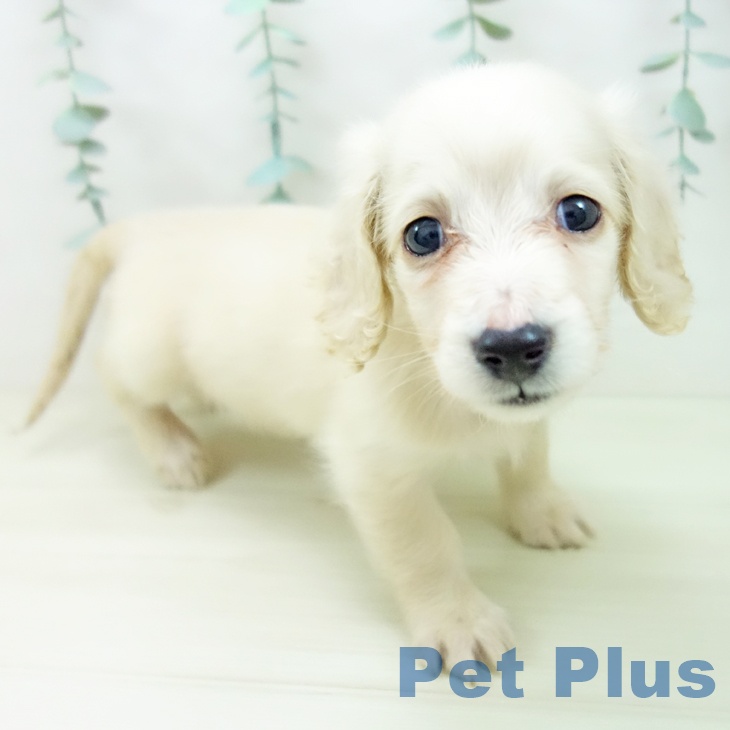 愛知県のミニチュアダックスフンド(ロング) (ペットプラス 名古屋茶屋店/2025年11月2日生まれ/女の子/イエロー)の子犬の1枚目の画像