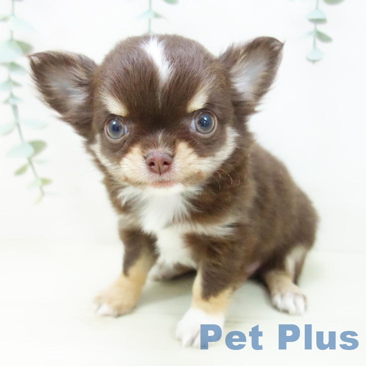 岐阜県のチワワ(ロング) (ペットプラス 各務原店/2025年11月2日生まれ/男の子/チョコレートタンホワイト)の子犬の2枚目の画像