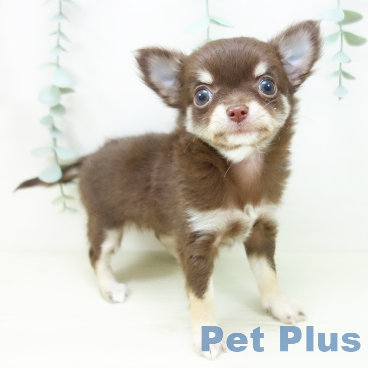 愛知県のチワワ(ロング) (ペットプラス 熱田店/2025年11月2日生まれ/女の子/チョコレートクリームホワイト)の子犬の1枚目の画像