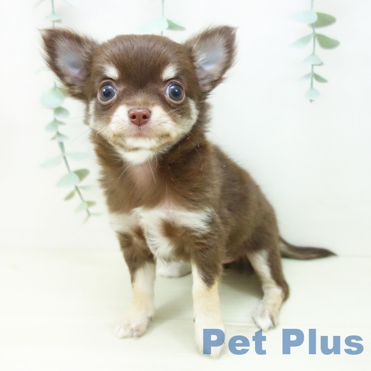 愛知県のチワワ(ロング) (ペットプラス 熱田店/2025年11月2日生まれ/女の子/チョコレートクリームホワイト)の子犬の2枚目の画像