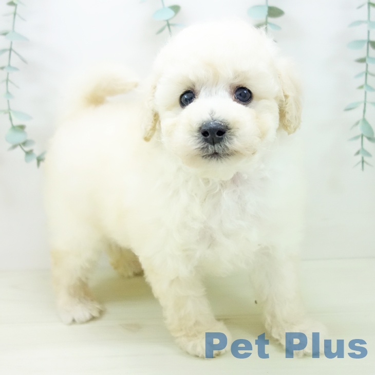三重県のトイプードル(トイ) (ペットプラス 津南店/2025年11月2日生まれ/男の子/ホワイト)の子犬の1枚目の画像