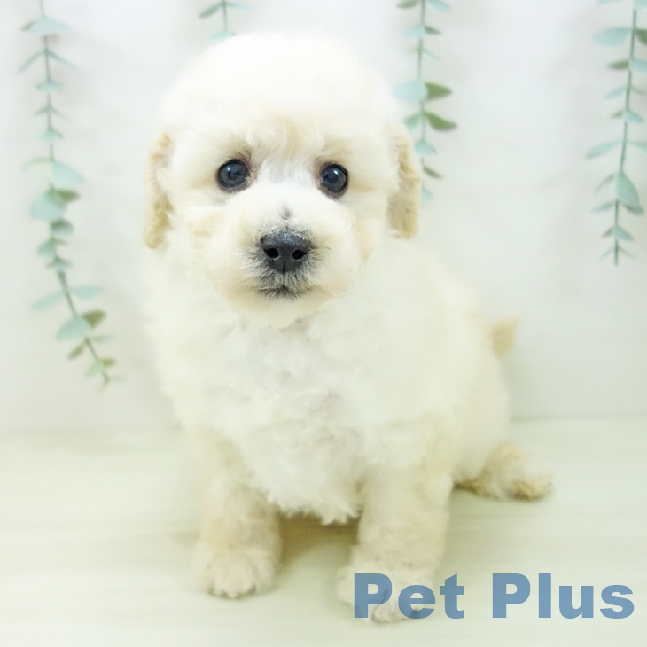 三重県のトイプードル(トイ) (ペットプラス 津南店/2025年11月2日生まれ/男の子/ホワイト)の子犬の2枚目の画像