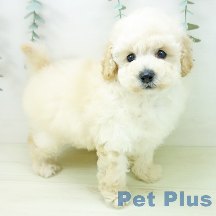 岐阜県のトイプードル(トイ) (ペットプラス 各務原店/2025年11月2日生まれ/女の子/ホワイト)の子犬の1枚目の画像