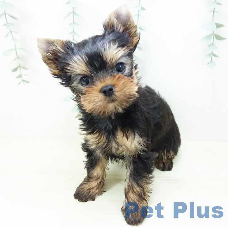 愛知県のヨークシャーテリア (ペットプラス 名古屋茶屋店/2025年11月1日生まれ/男の子/スチールブルータン)の子犬の2枚目の画像
