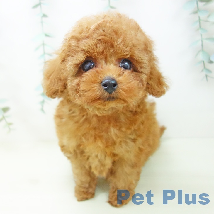 三重県のトイプードル(トイ) (ペットプラス 鈴鹿店/2025年11月2日生まれ/男の子/レッド)の子犬の1枚目の画像