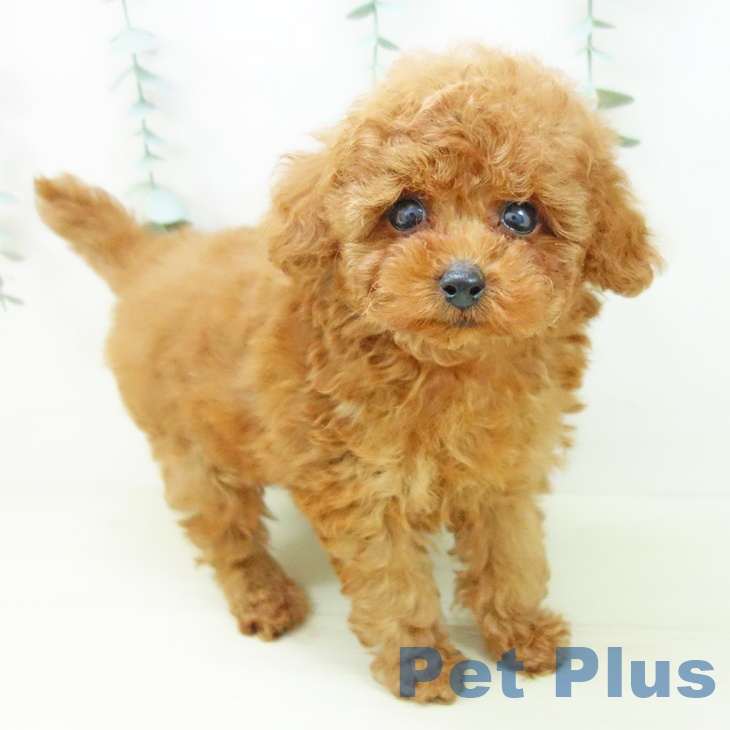 三重県のトイプードル(トイ) (ペットプラス 鈴鹿店/2025年11月2日生まれ/男の子/レッド)の子犬の2枚目の画像