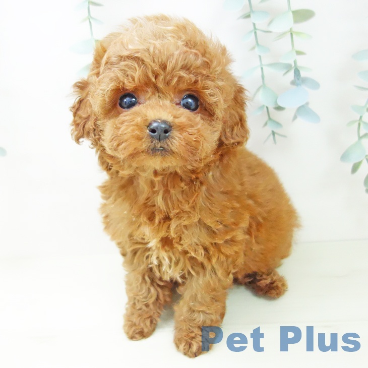 愛知県のトイプードル(トイ) (ペットプラス ナゴヤドーム前店/2025年11月2日生まれ/男の子/レッド)の子犬