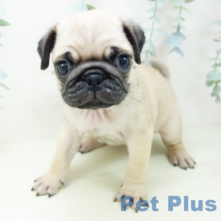 愛知県のパグ (ペットプラス 名古屋茶屋店/2025年11月2日生まれ/男の子/フォーン)の子犬の1枚目の画像