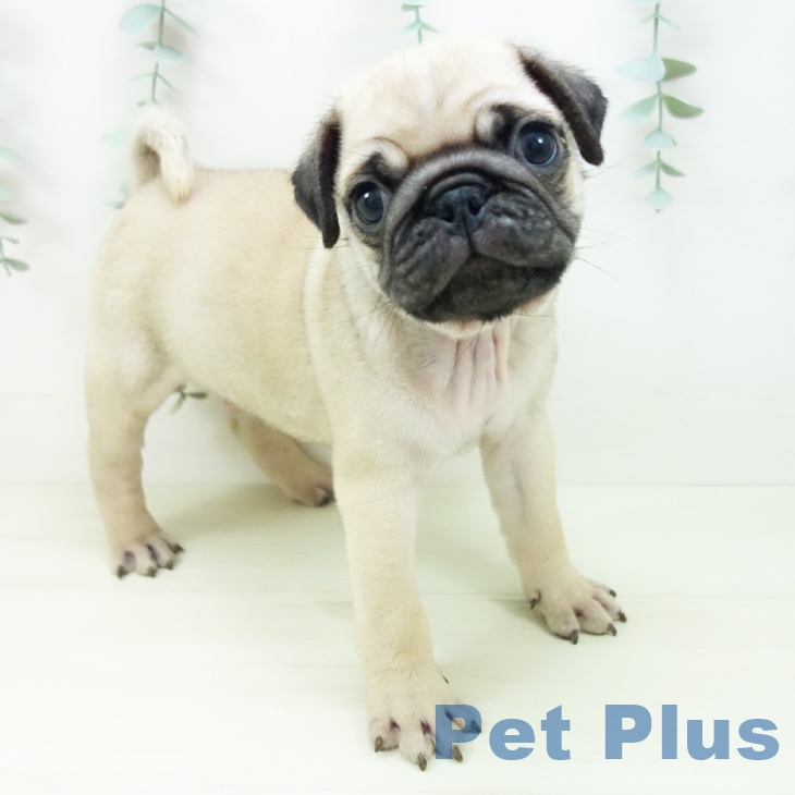 愛知県のパグ (ペットプラス 名古屋茶屋店/2025年11月2日生まれ/男の子/フォーン)の子犬の2枚目の画像