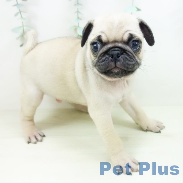 愛知県のパグ (ペットプラス イオンモール豊川店/2025年11月2日生まれ/男の子/フォーン)の子犬の1枚目の画像