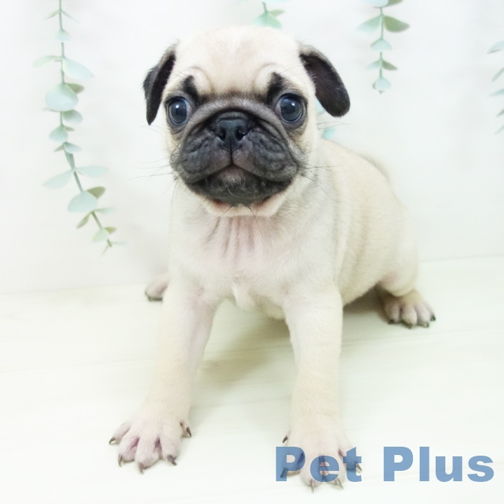愛知県のパグ (ペットプラス イオンモール豊川店/2025年11月2日生まれ/男の子/フォーン)の子犬の2枚目の画像