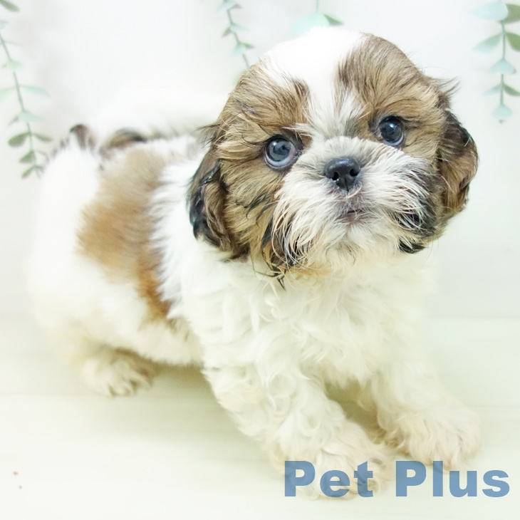 岐阜県のシーズー (ペットプラス 各務原店/2025年11月2日生まれ/男の子/ゴールドホワイト)の子犬の1枚目の画像