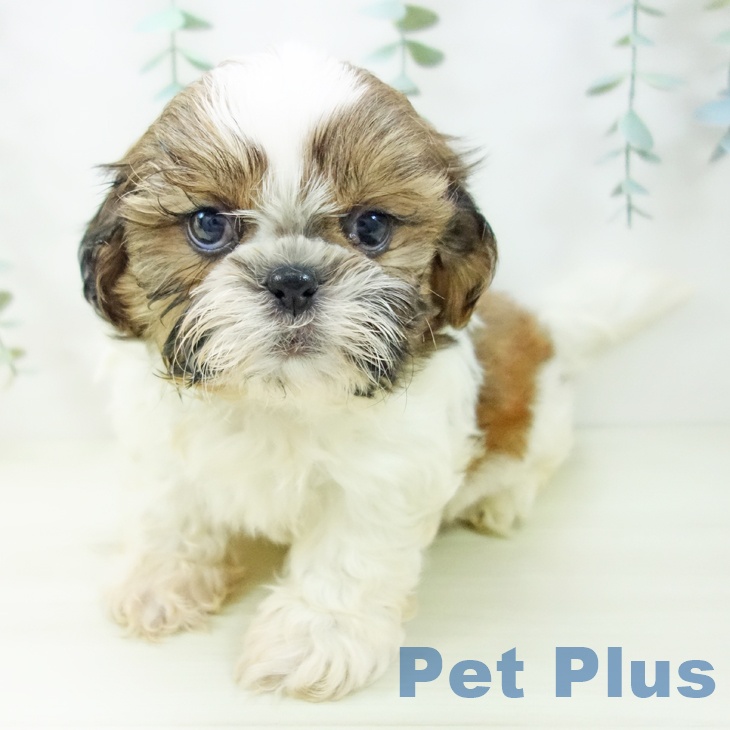 岐阜県のシーズー (ペットプラス 各務原店/2025年11月2日生まれ/男の子/ゴールドホワイト)の子犬の2枚目の画像