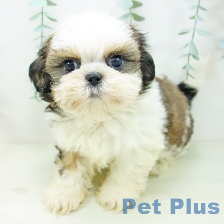 三重県のシーズー (ペットプラス 鈴鹿店/2025年11月2日生まれ/男の子/ゴールドホワイト)の子犬の1枚目の画像