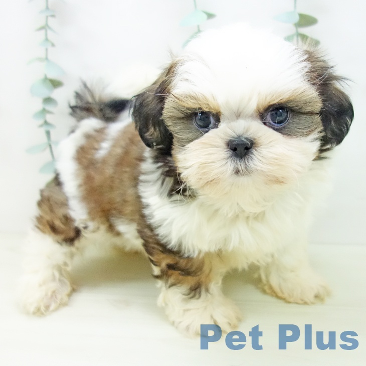 三重県のシーズー (ペットプラス 鈴鹿店/2025年11月2日生まれ/男の子/ゴールドホワイト)の子犬の2枚目の画像
