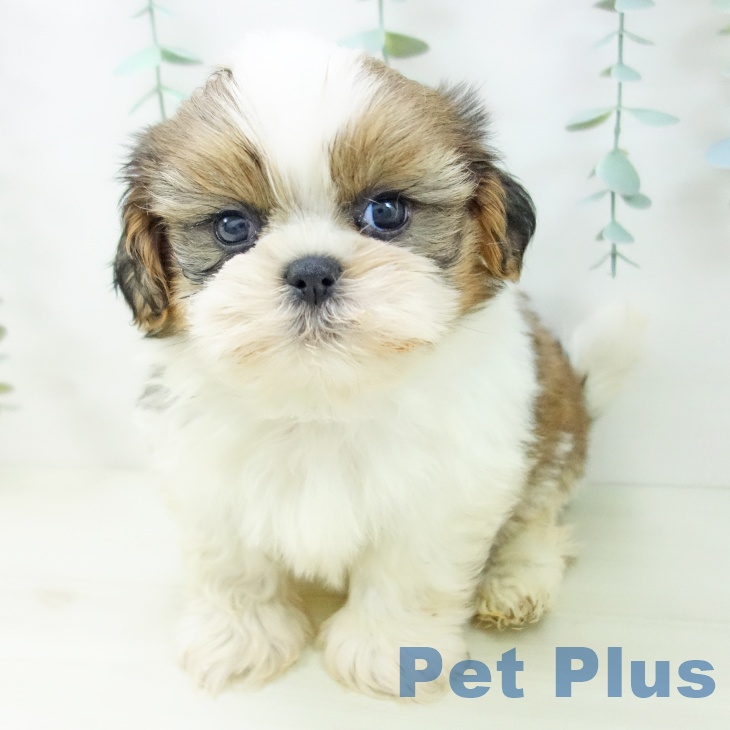 愛知県のシーズー (ペットプラス イオンモール豊川店/2025年11月2日生まれ/男の子/ゴールドホワイト)の子犬の1枚目の画像