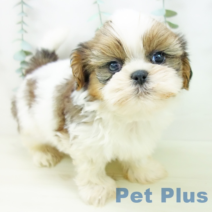 愛知県のシーズー (ペットプラス イオンモール豊川店/2025年11月2日生まれ/男の子/ゴールドホワイト)の子犬の2枚目の画像