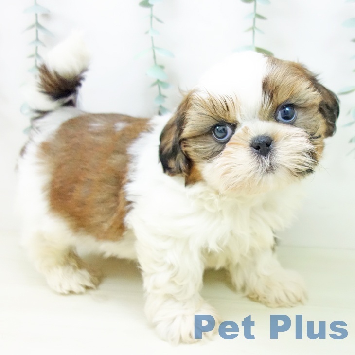 愛知県のシーズー (ペットプラス 千種店/2025年11月2日生まれ/男の子/ゴールドホワイト)の子犬の2枚目の画像