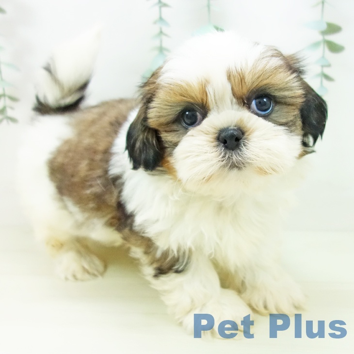 富山県のシーズー (ペットプラス 高岡店/2025年11月2日生まれ/女の子/ゴールドホワイト)の子犬の1枚目の画像