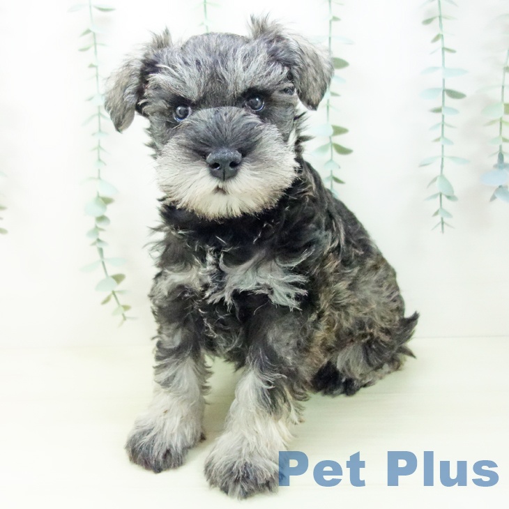 福井県のミニチュアシュナウザー (ペットプラス 福井店/2025年11月3日生まれ/男の子/ソルトペッパー)の子犬の1枚目の画像
